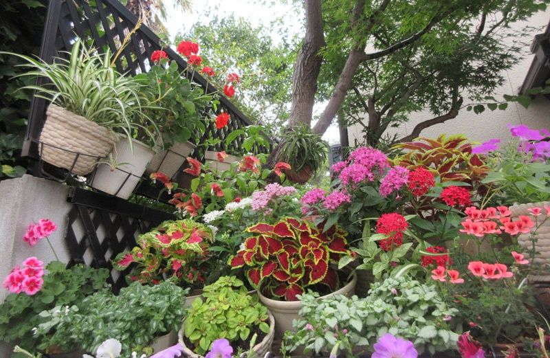 雨が降る前にペチュニアとストックの採種 美しい花壇の入れ替え 狭い庭を花いっぱいにする育て方 楽天ブログ