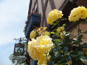 Flower43