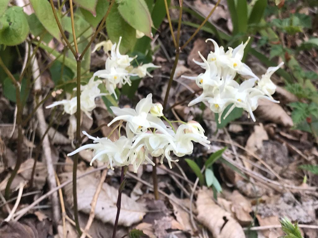 第7回醍醐山PR登山 弥彦山（やひこやま）634m（3）弥彦山の4月の花たち | 醍醐山と下部（しもべ）温泉 - 楽天ブログ