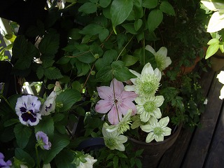 IMGP4376.jpg