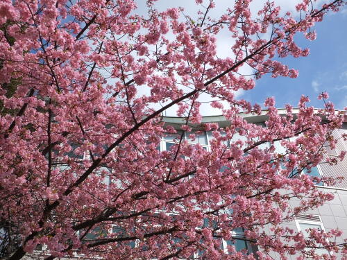 河津桜