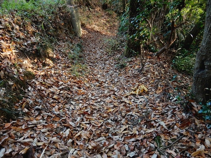 どんぐり峠 3.JPG