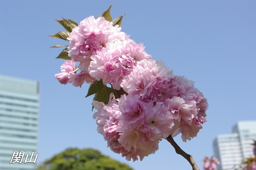 旧芝離宮恩賜庭園