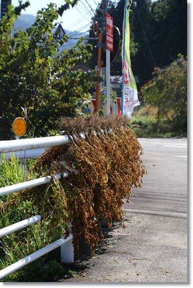 鳥越-1 フェンスに大豆-1 15.10.14