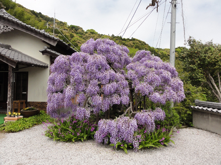清瀧寺の藤