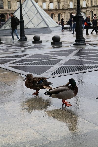 2ページ目の 旅行 エブリンローズの咲く庭で 楽天ブログ