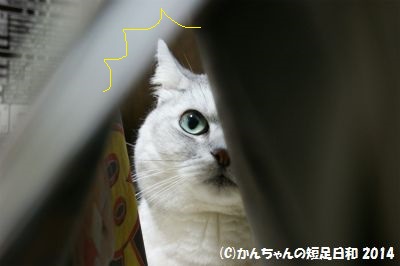 DSC09488.jpg