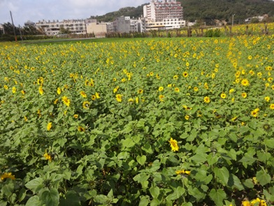 DSC01515.jpg