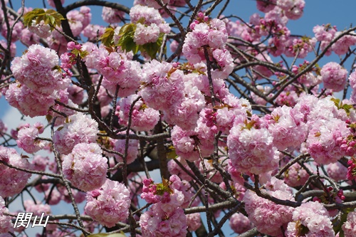 浜離宮恩賜庭園の八重桜