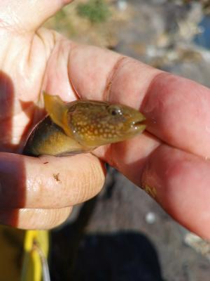 釣堀 ドンコハゼワールド 楽天ブログ