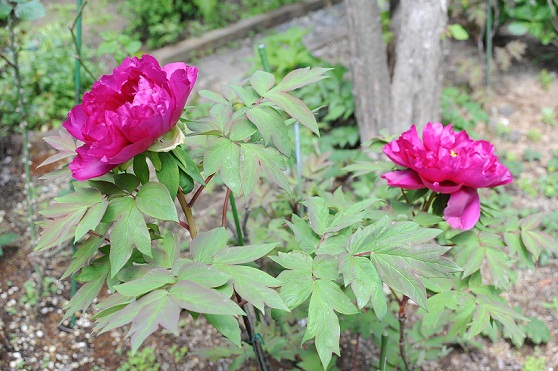2013.4.26 012.JPG