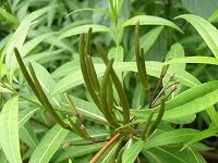 誕生花のないチョウジソウ 丁子草 丁字草 の花言葉 上品な優雅さ 青くきらめく星形の花の 威厳 弥生おばさんのガーデニングノート 花と緑の365日 楽天ブログ