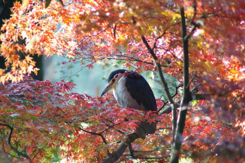 洗足池の野鳥