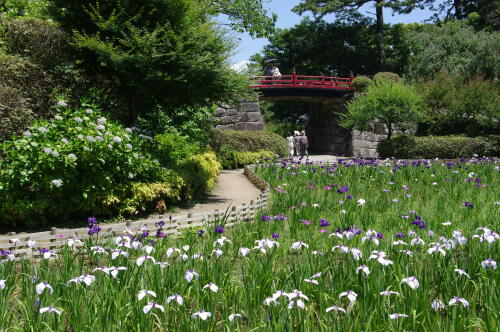 紫陽花＆花菖蒲