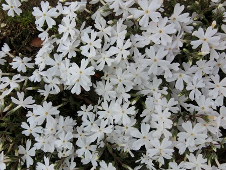 芝桜