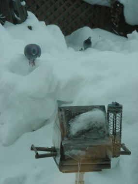 2016-01-22hato2.JPG