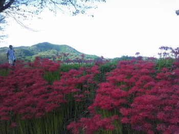 曼珠沙華14.jpg