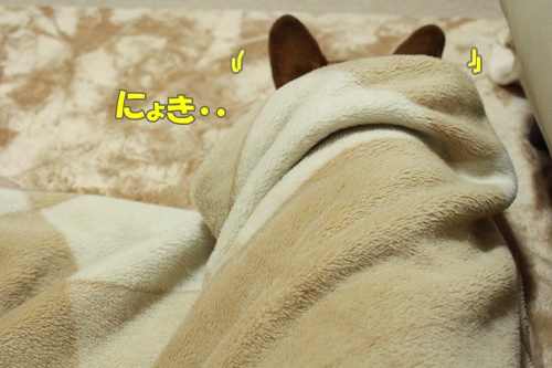 IMG112902.JPG