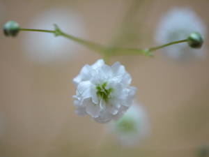 かすみ草