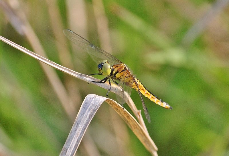 IMG_9731 (800x545).jpg