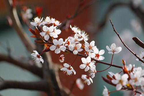 桜に似てる スモモは満開です おとっつぁん いろいろやっちょります 楽天ブログ