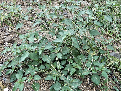 イヌホオズキ (1).JPG