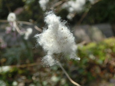 シュウメイギクの今 綿毛ふわふわ 退院に向けて前進 静かな時が流れる 風の庭 楽天ブログ