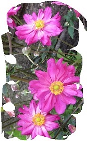 花６－１.jpg