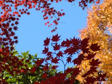 北野天満宮　2012秋１０.jpg