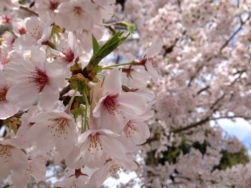 1桜4月4日500２.jpg