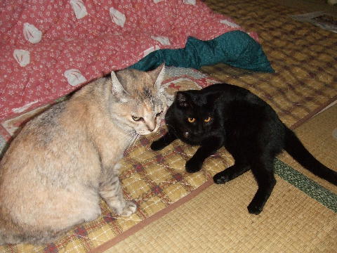 猫.JPG
