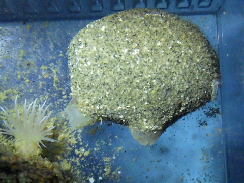 ホヤ18　深海性ホヤ　水深200-300m　熊野灘