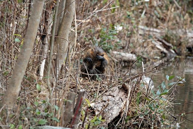 カピバラに似たヌートリアが泳いでた Natural Feeling 楽天ブログ