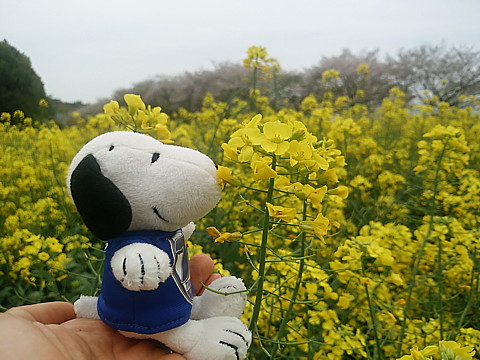 IMG_20160409_112744.jpg