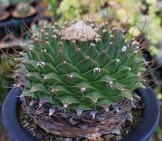 赤花菊水種の採取と播種ほか | ☆ガマンマの ニク・サボ栽培☆ - 楽天
