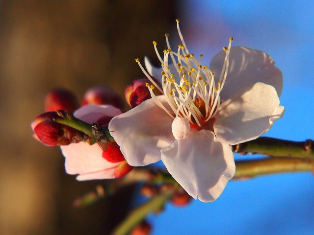 P1020242.jpg