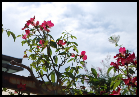DSC_0010.JPG