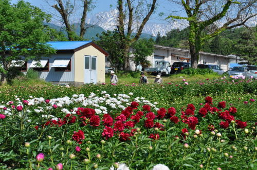 薬草園