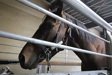 トレッドミル導入 盛岡 飯田弘道厩舎レポートです 地方競馬の楽天競馬 日替わりライターブログ 楽天ブログ