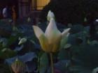 白い蓮の花