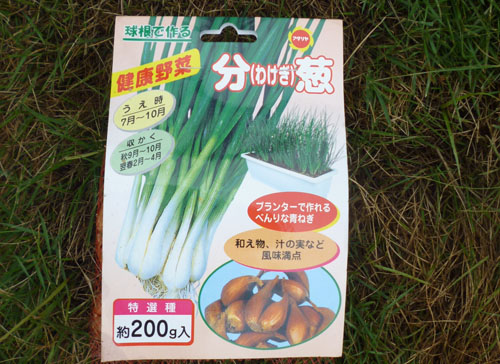 わけぎ１.jpg
