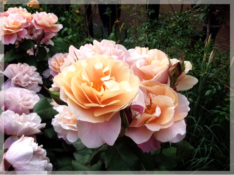 ローズ&グラスガーデン