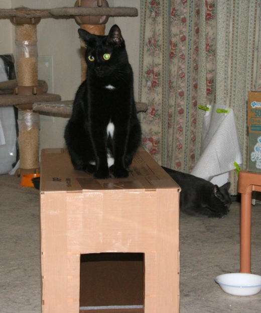 20151211猫箱ｸﾘ03.jpg