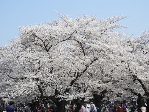 光が丘公園の桜