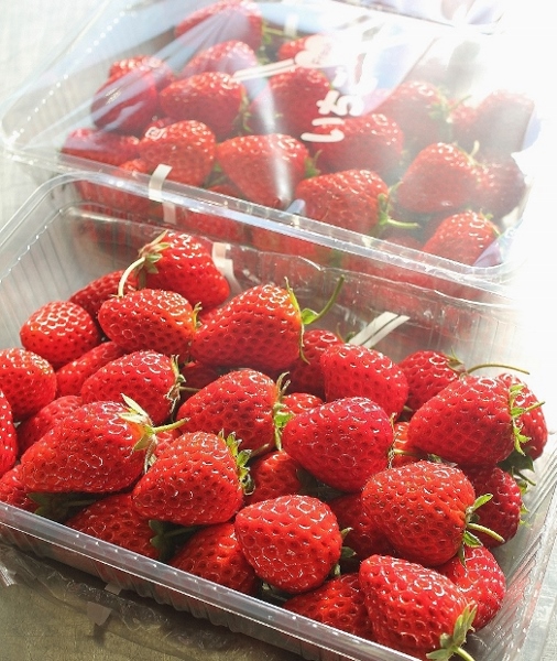 いちご.jpg