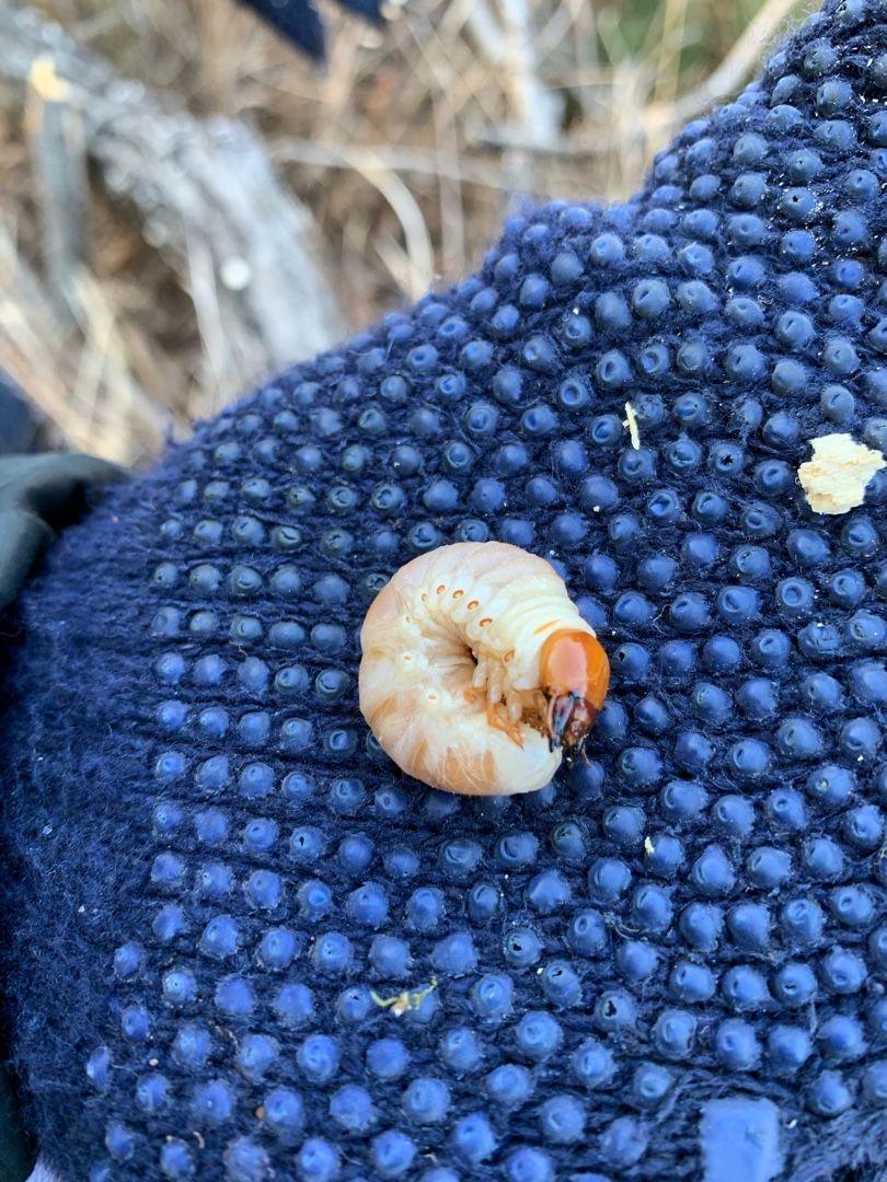 オオクワガタを求めて〜山梨県〜 | 昆虫採集 - 楽天ブログ