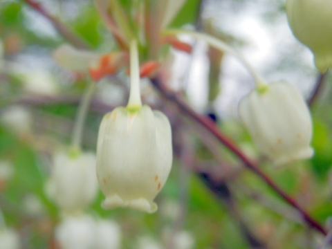 未知の花・四万十