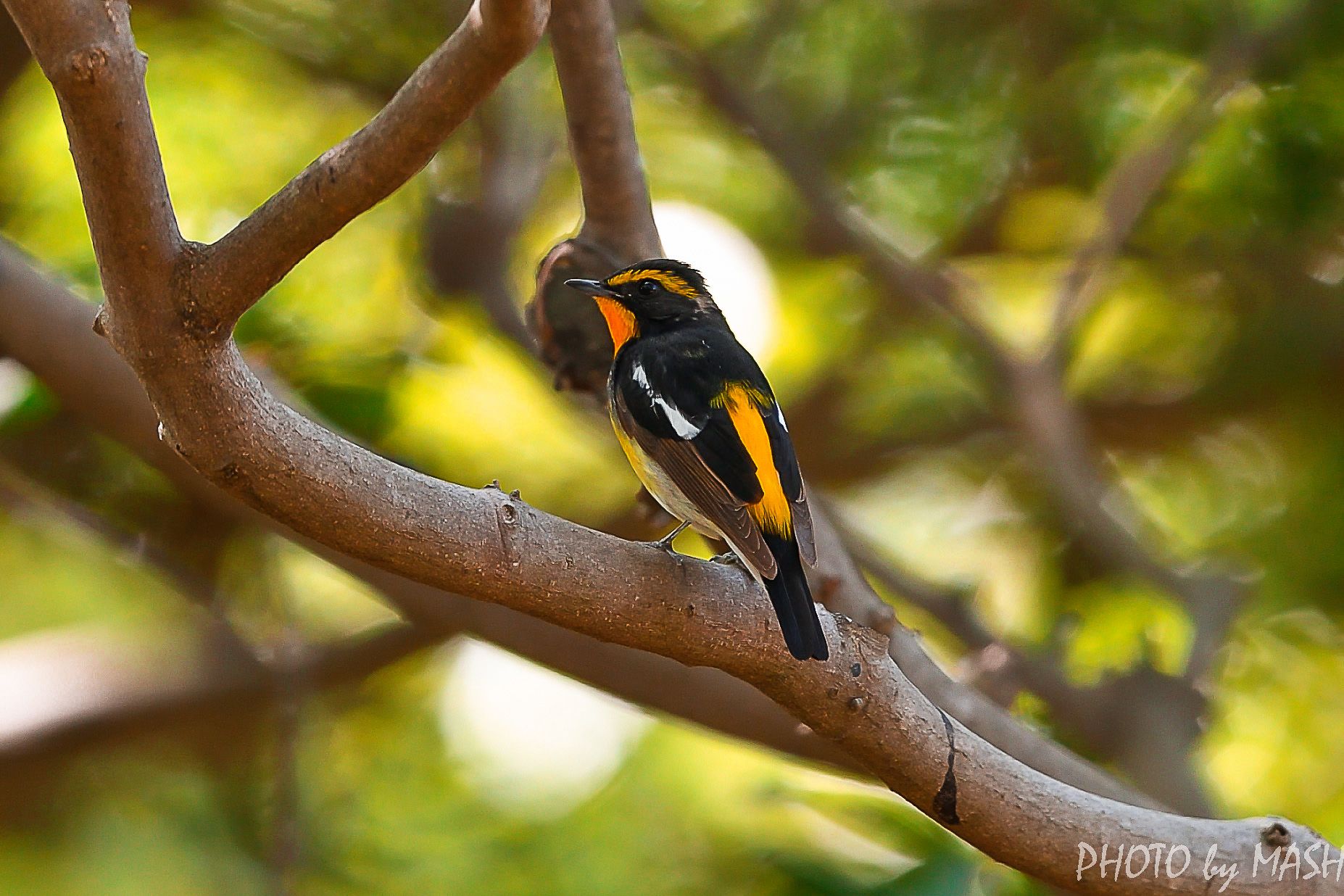 近くの公園にて（In the nearby park) | 鳥撮り夫婦の 野鳥 写真 ブログ・・・週末限定鳥見の世界 ( Bird Photo