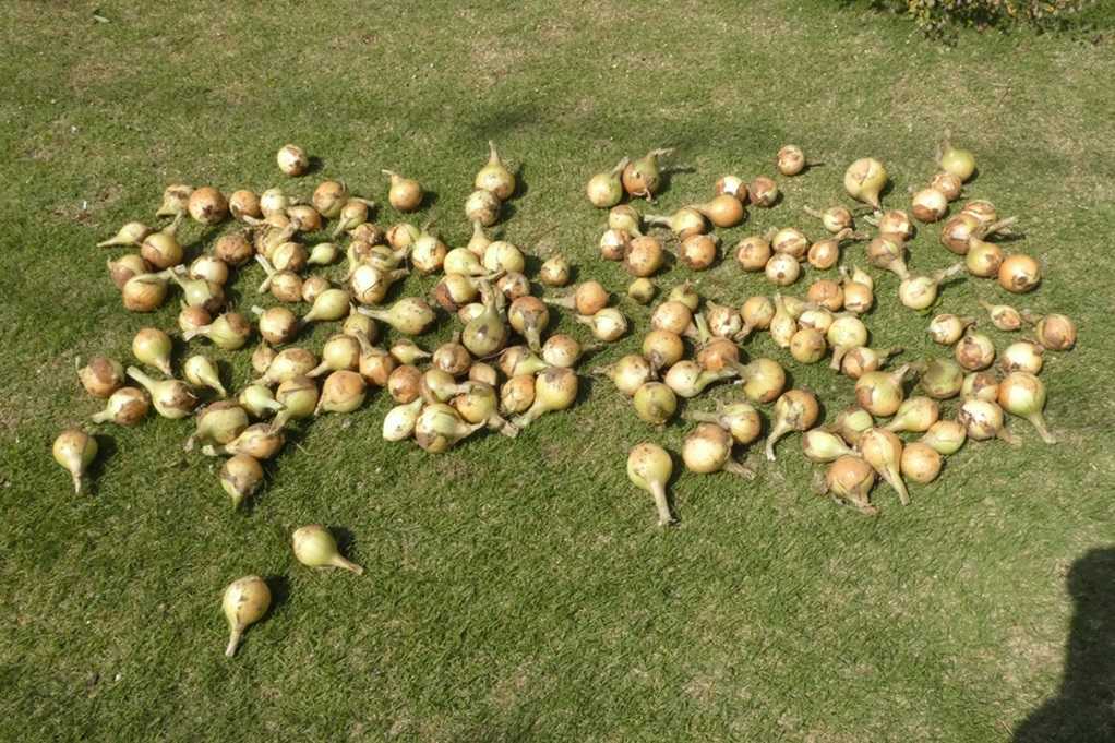 515