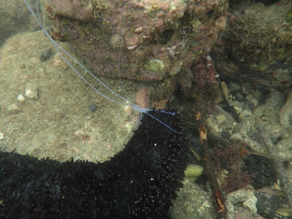 串本磯採集2019年7月中旬19　ニセクロナマコ（Holothuria leucospilota）　キュビエ器官